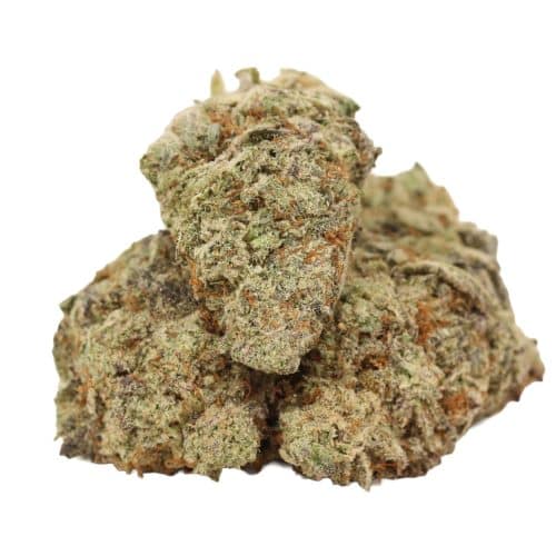 Purple Kush strain cannabis