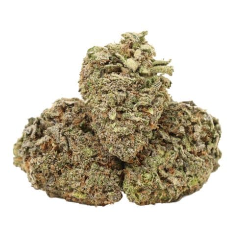 Quantum kush craft strain cannabis