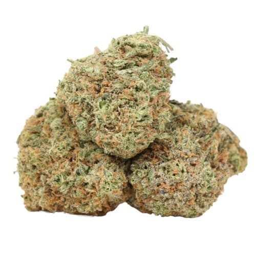 Sunset Sherbert strain cannabis