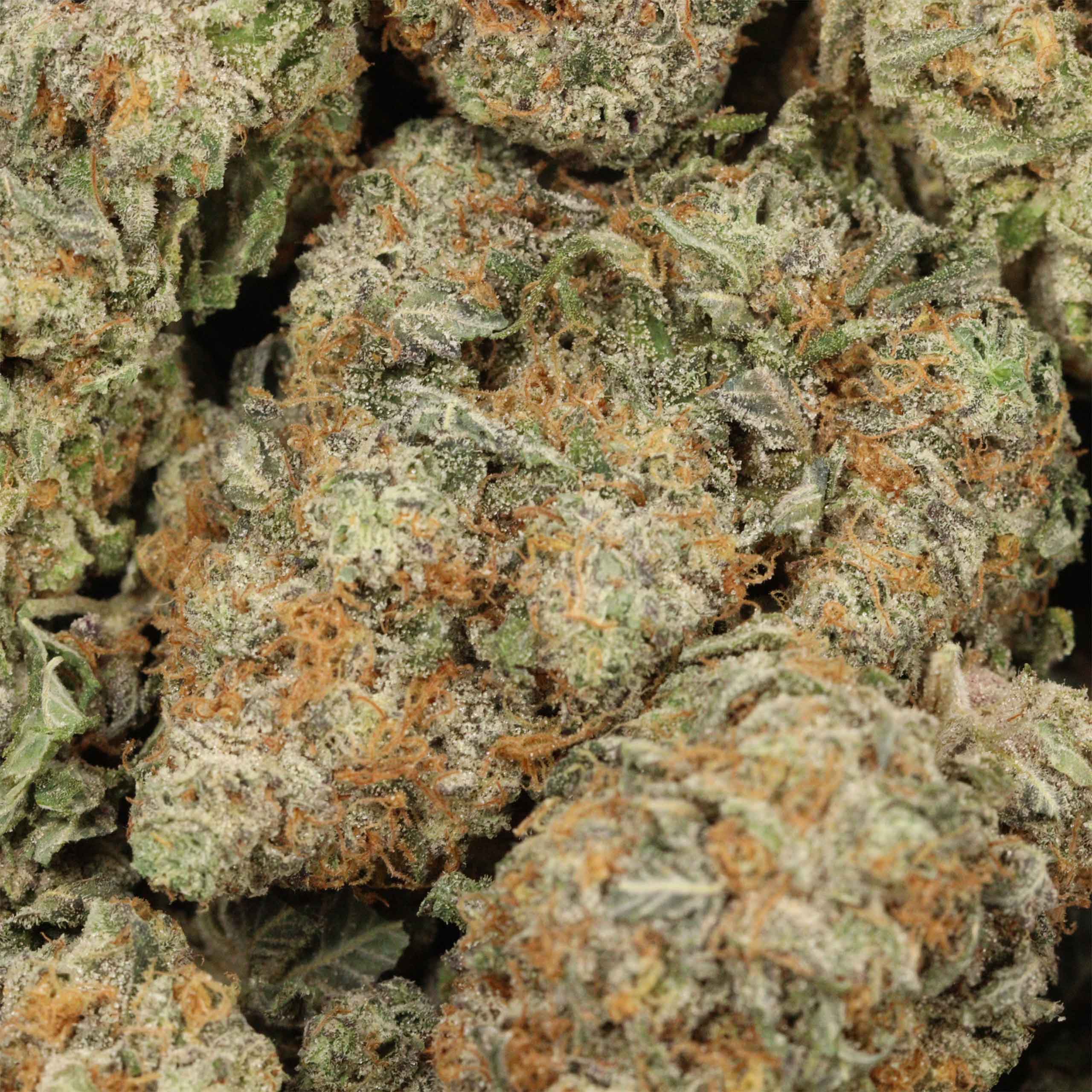 Diablo OG Kush cannabis