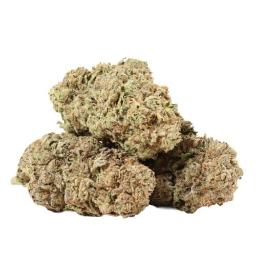 9 Pound Hammer strain cannabis