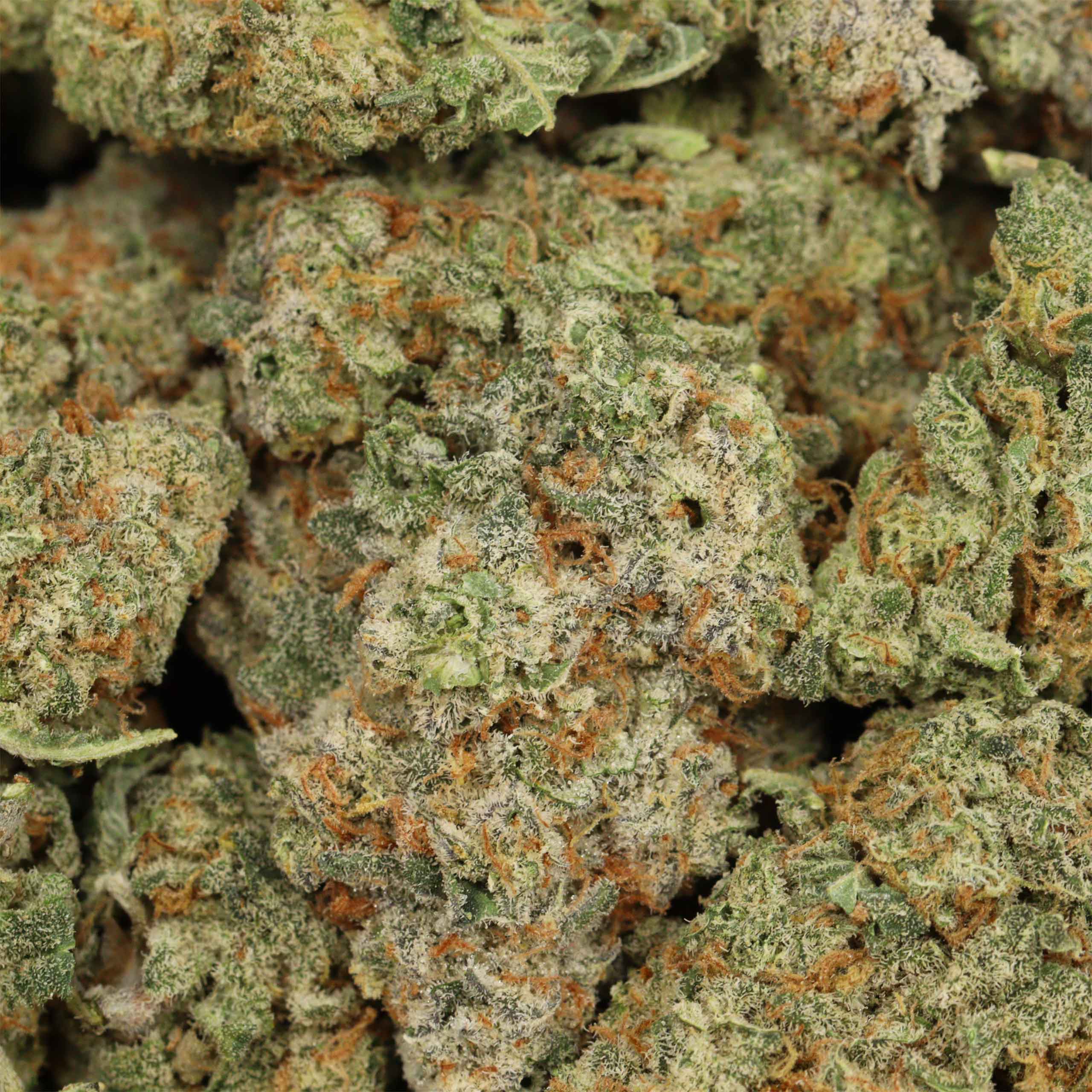 9 Pound Hammer concentrates wholesale