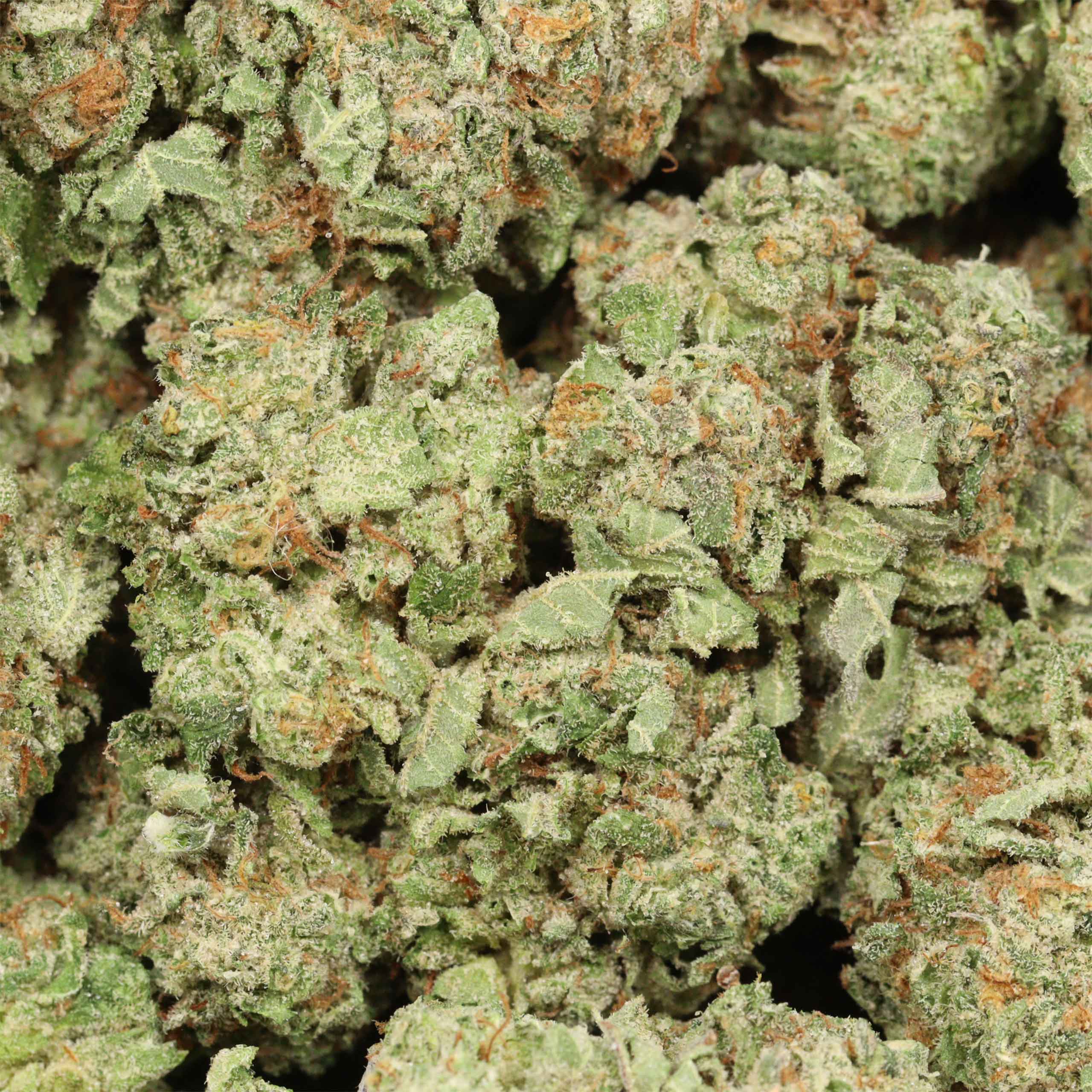 Ace Killer OG cannabis