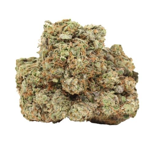 Astro pink kush strain cannabis