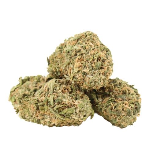 Blueberry Kush strain cannabis