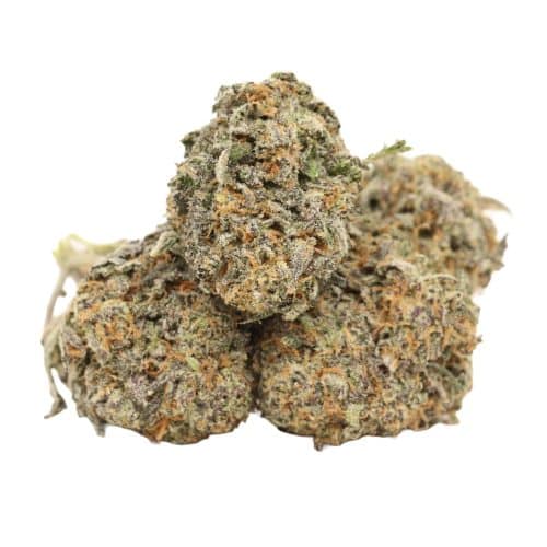 Chocolate Kush strain cannabis