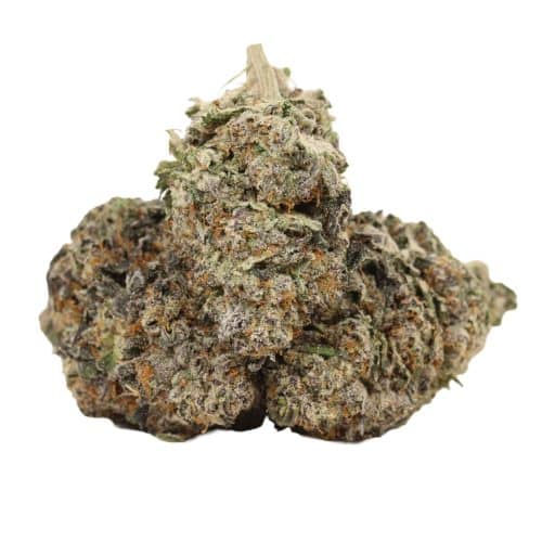 Pine Tar Kush strain cannabis