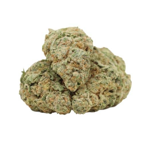 Scout Master strain cannabis