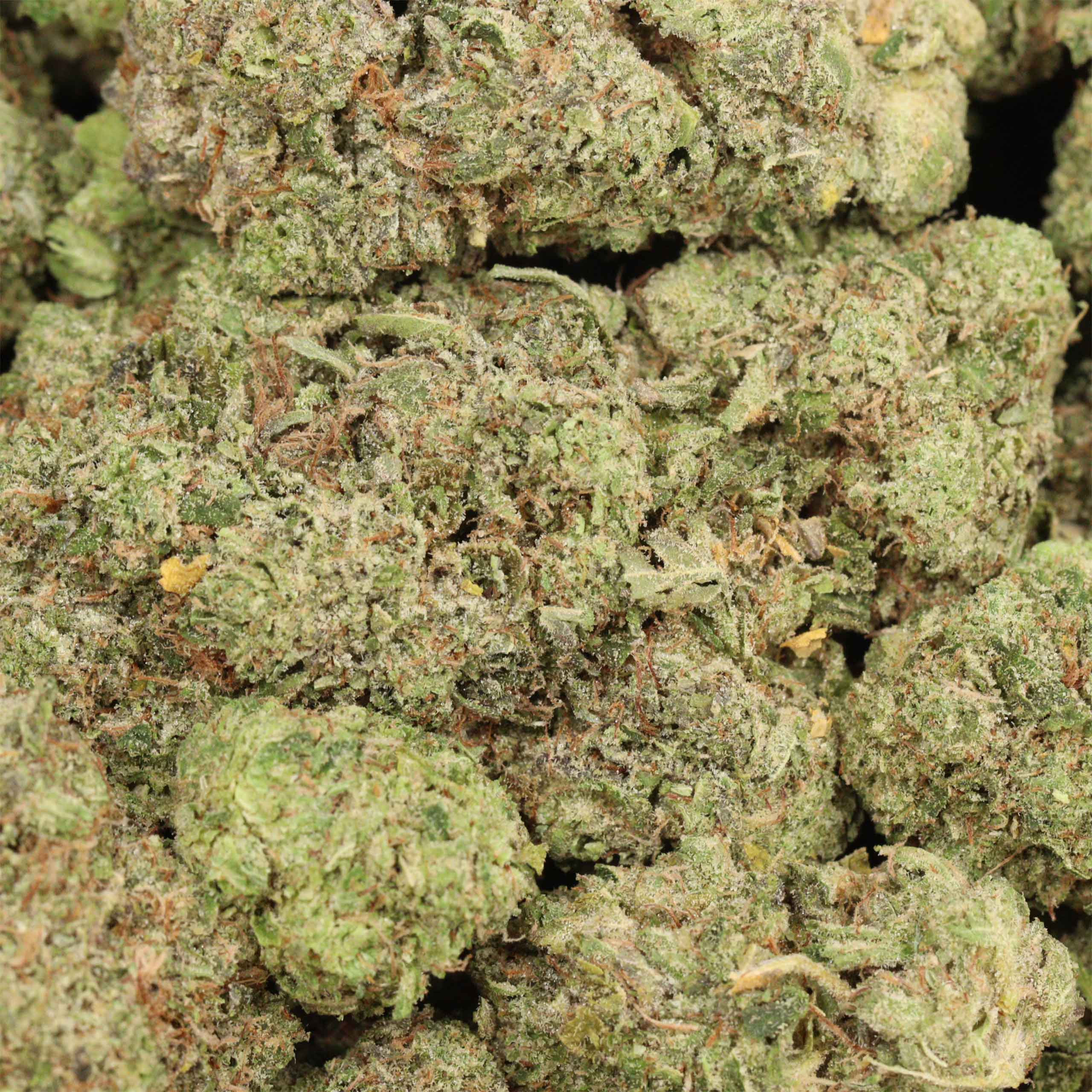 Tom Ford Pink Kush cannabis