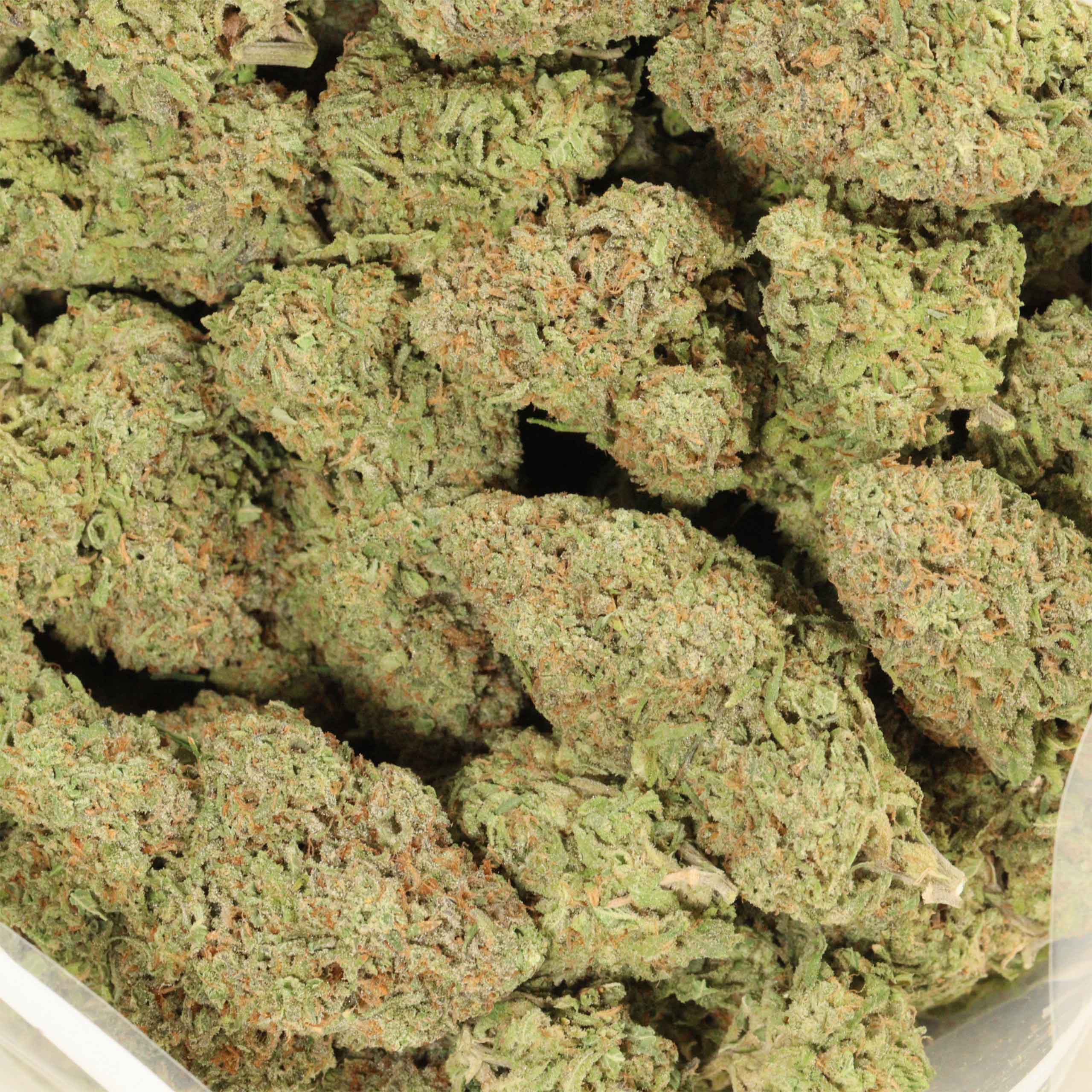 Alaskan Thunder Fuck cannabis