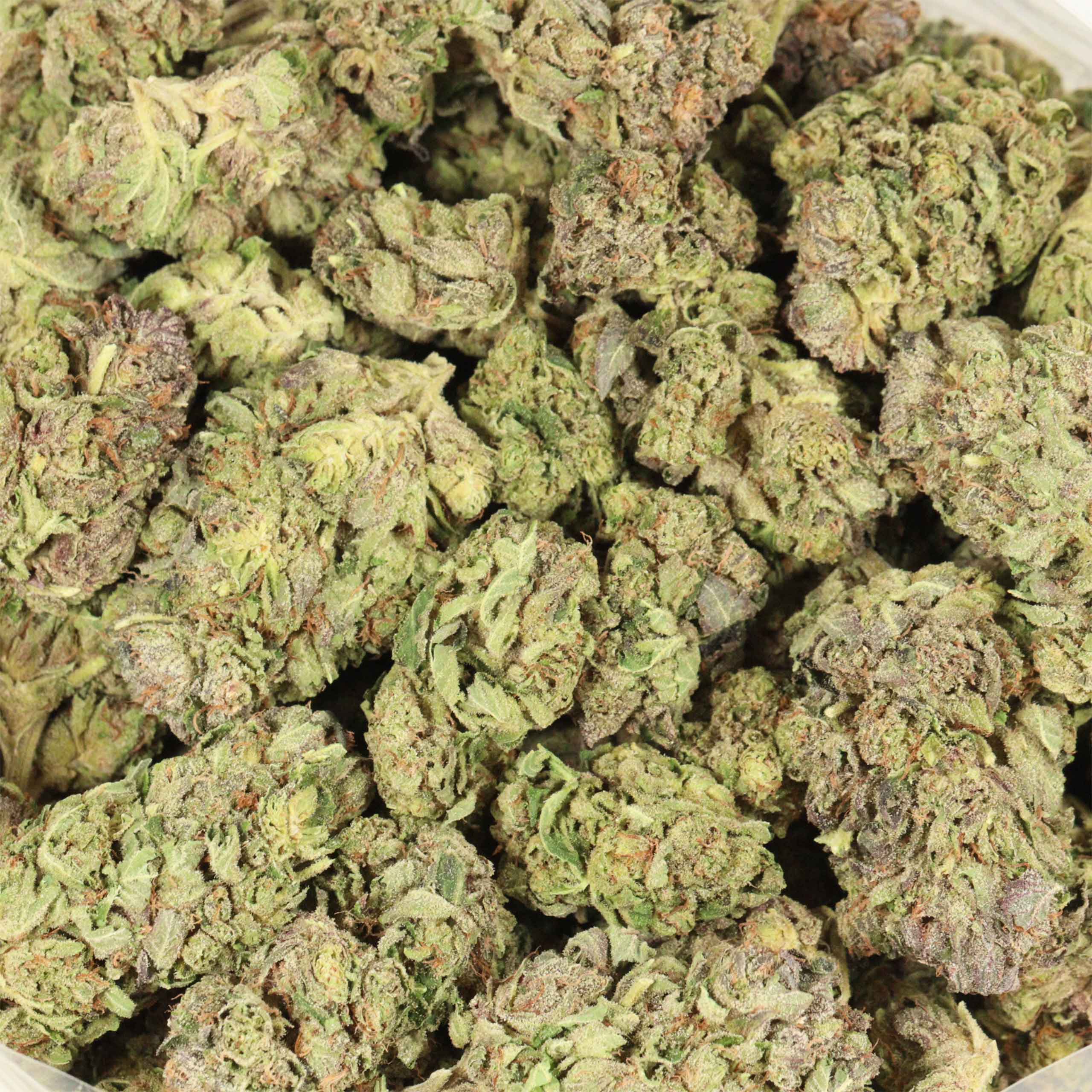 BC Pink Kush cannabis