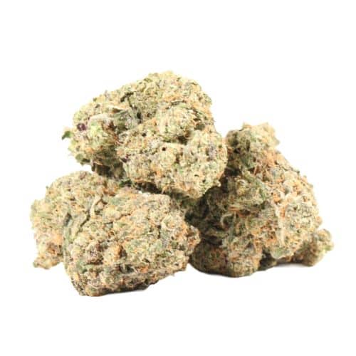 Dank Sinatra strain cannabis