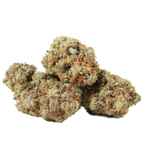 Hydro Pink Kush strain cannabis