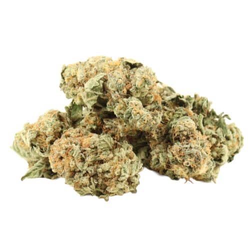 Master Kush strain cannabis