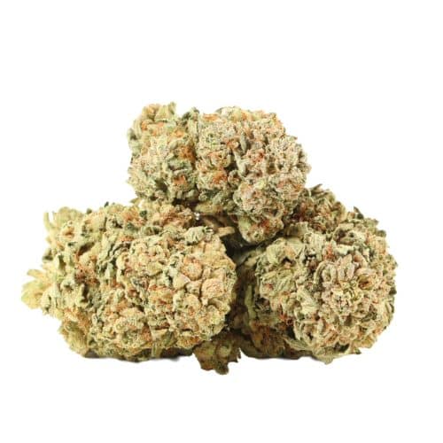 Maui Berry strain cannabis