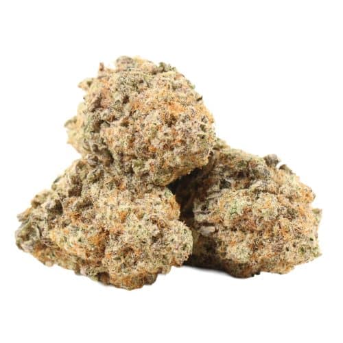 Pineapple Fanta strain cannabis