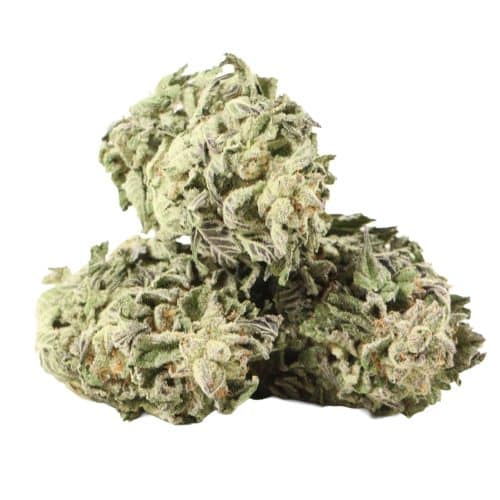 Tuna God strain cannabis