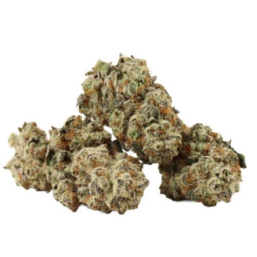 Violator Kush strain cannabis