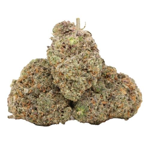 Critical Kush strain cannabis