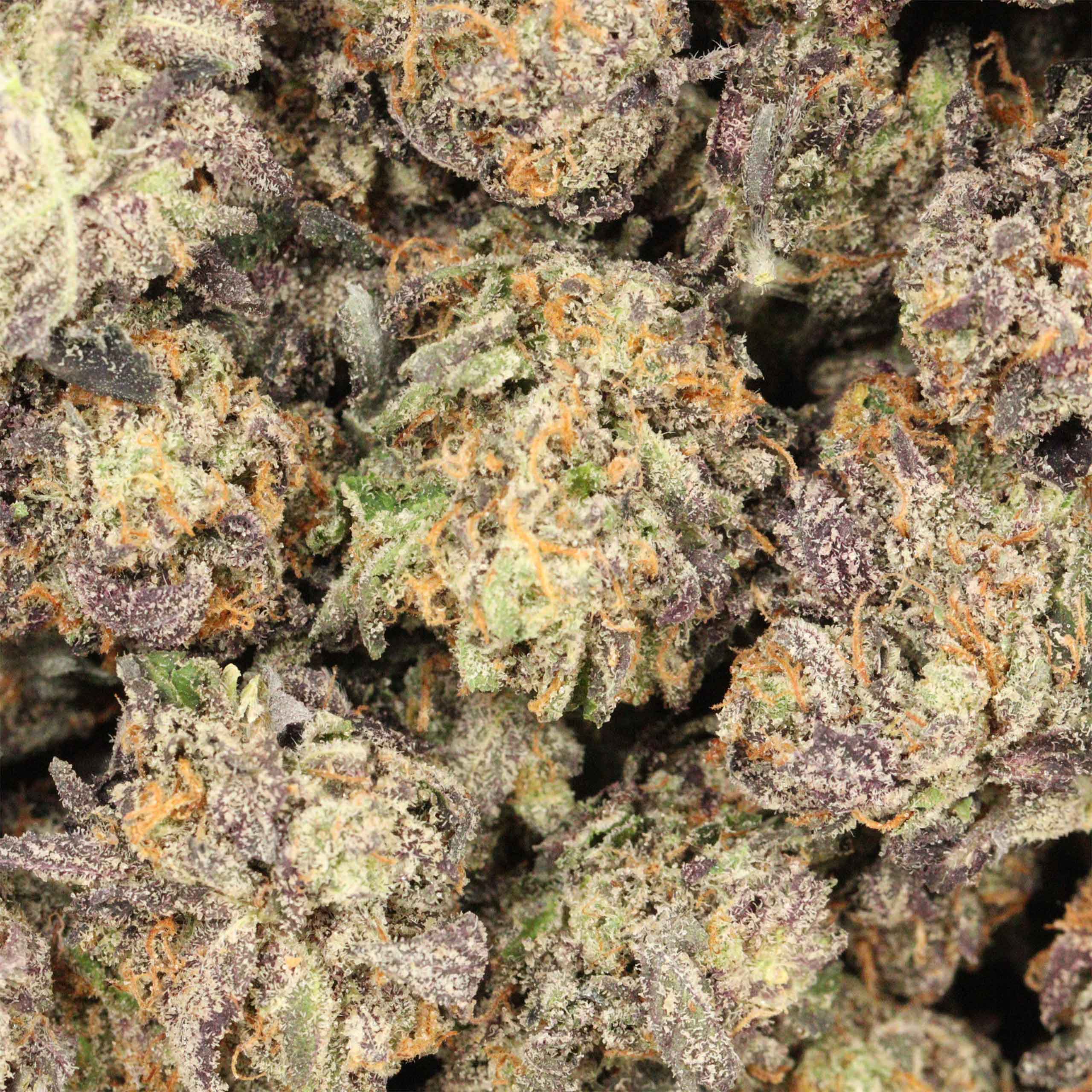 Death Tuna cannabis