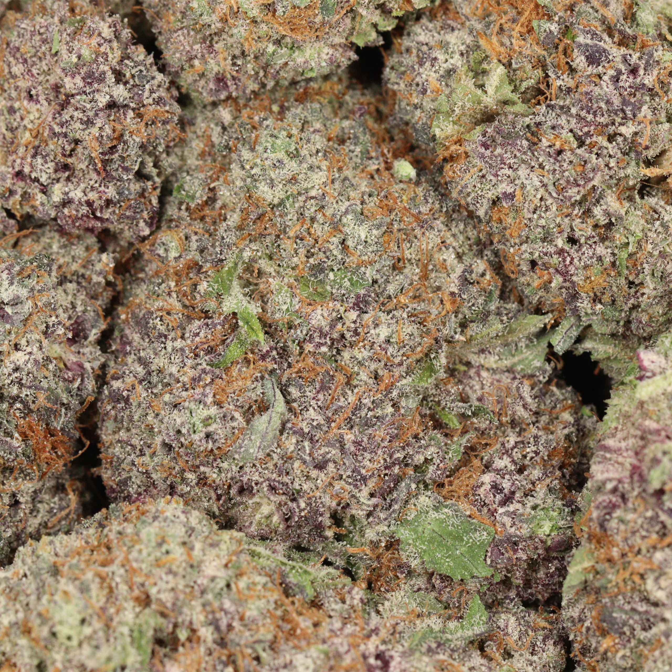 God's Green Crack cannabis