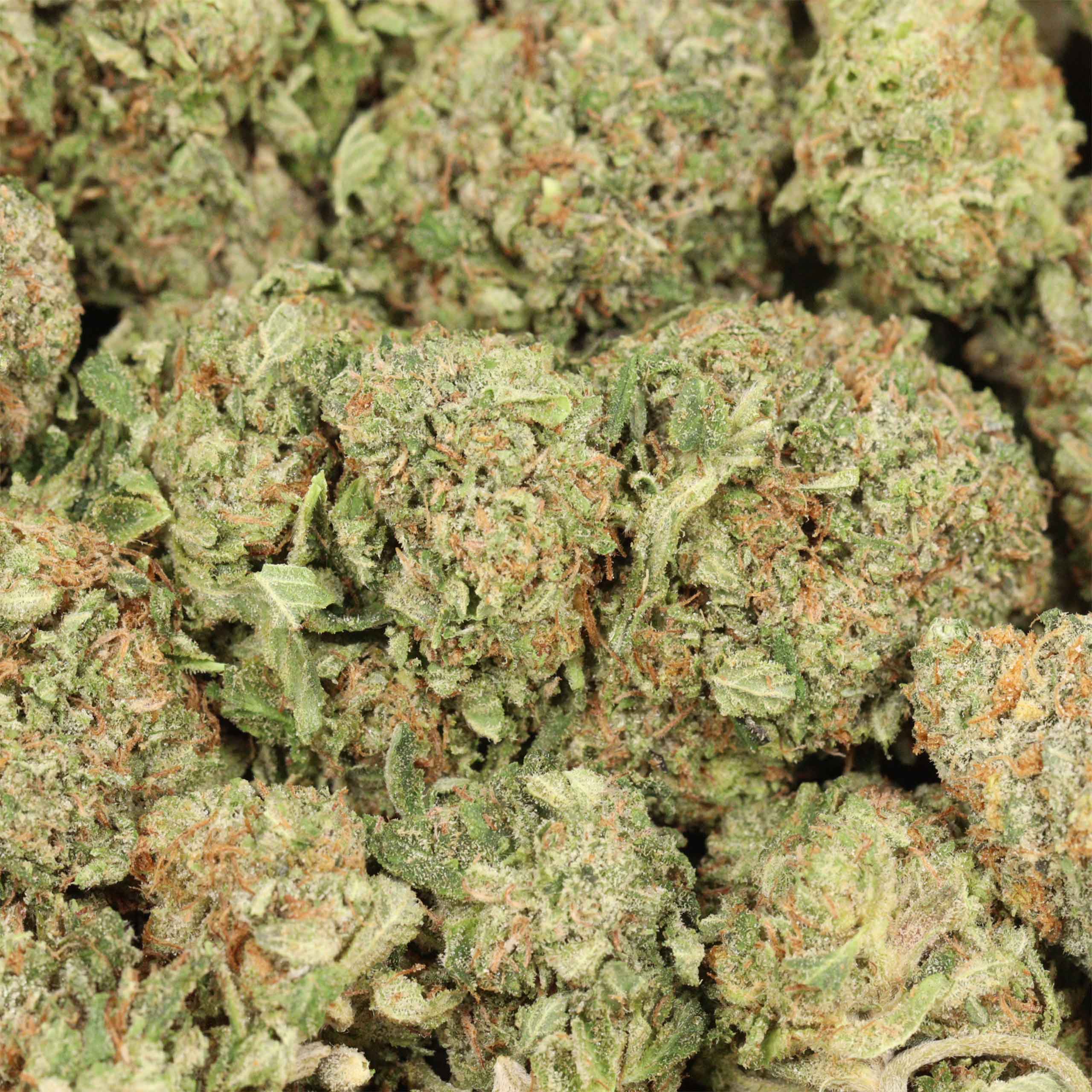 Pink Muerte cannabis
