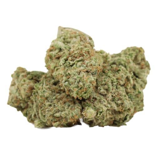 silver haze strain cannabis