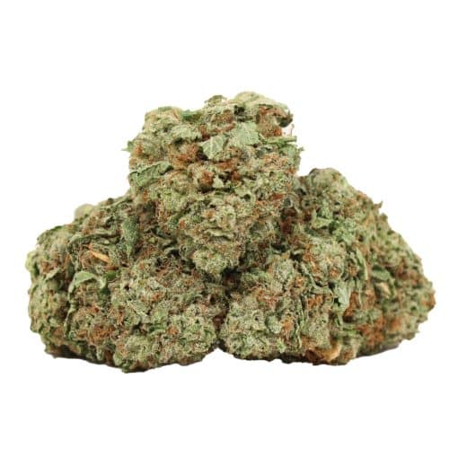 Tom Ford Pink Kush strain cannabis