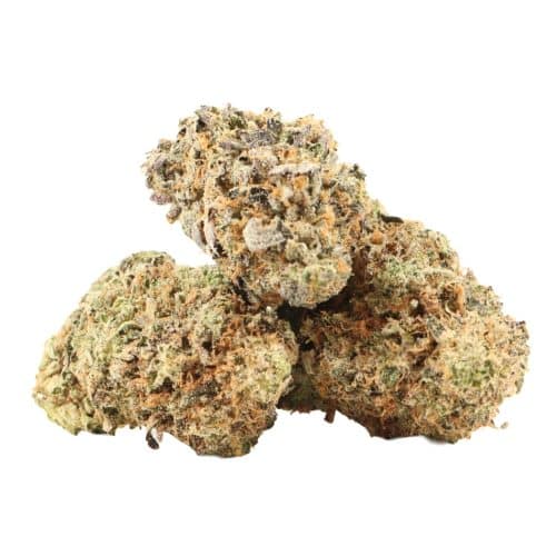 Black Tuna strain cannabis