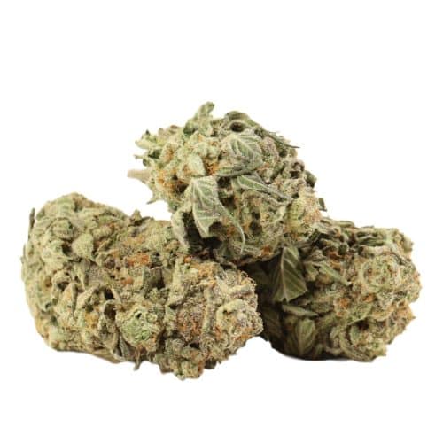 Blue King strain cannabis