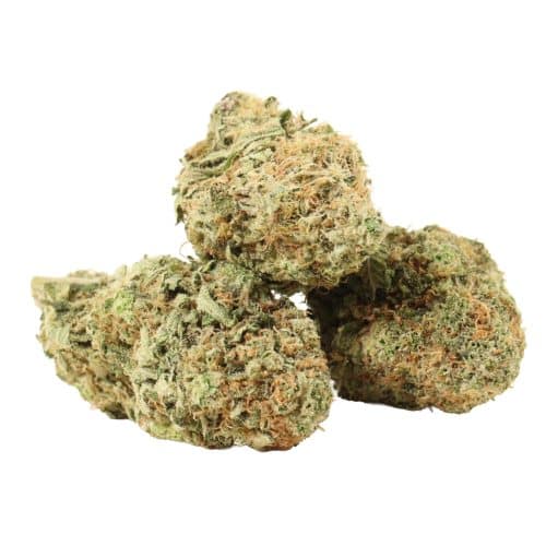 Blueberry Kush strain cannabis