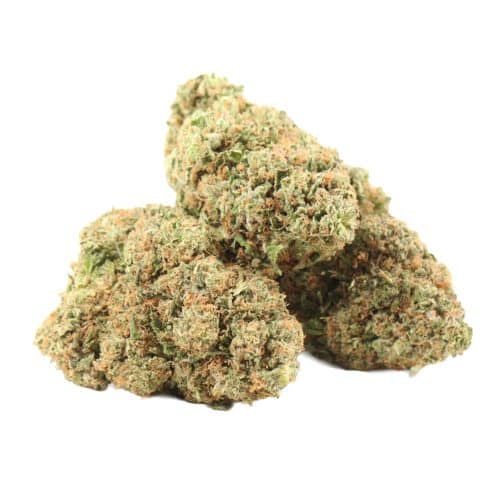 Caviar Pink Kush strain cannabis