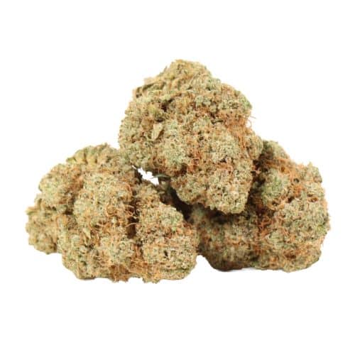 Chemo Kush strain cannabis