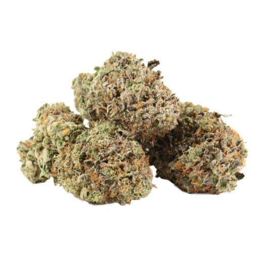 Comatose OG strain cannabis