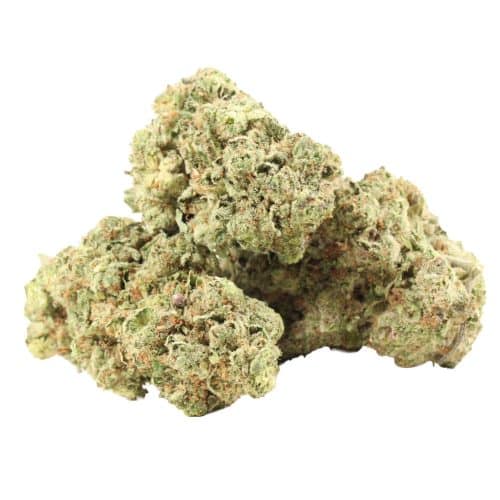 UBC Chemo Kush strain cannabis