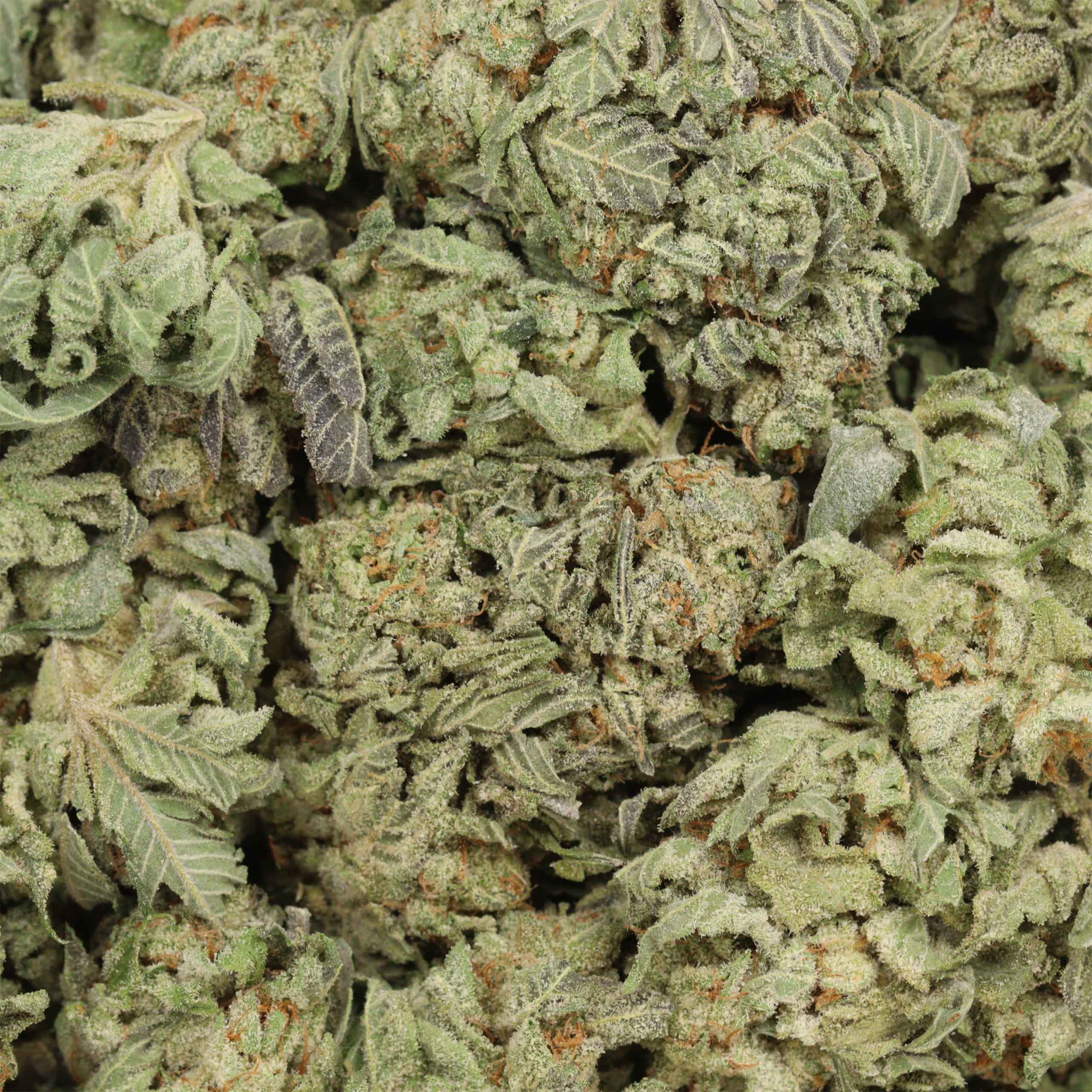 9 Pound Hammer cannabis