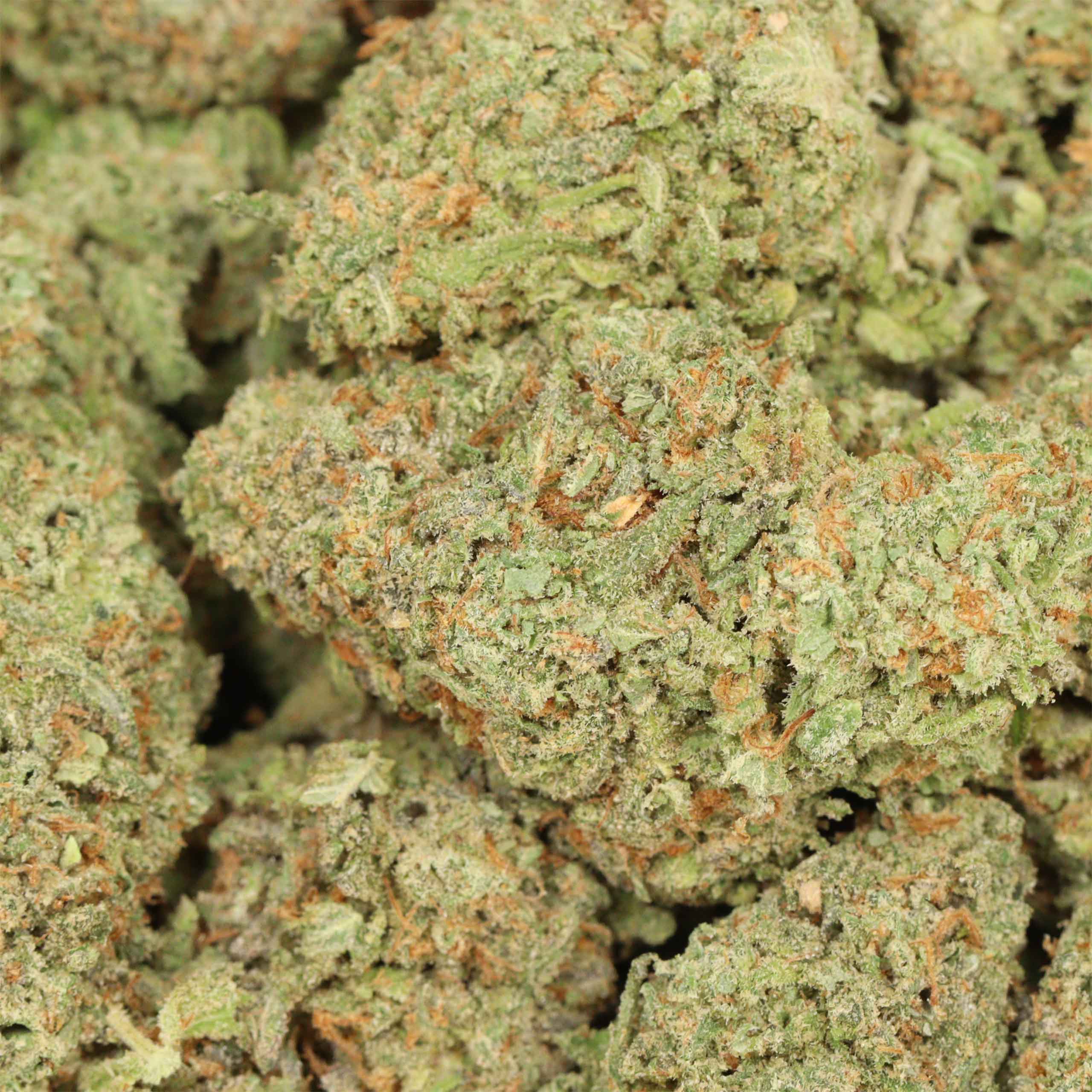Alaskan Thunder Fuck cannabis