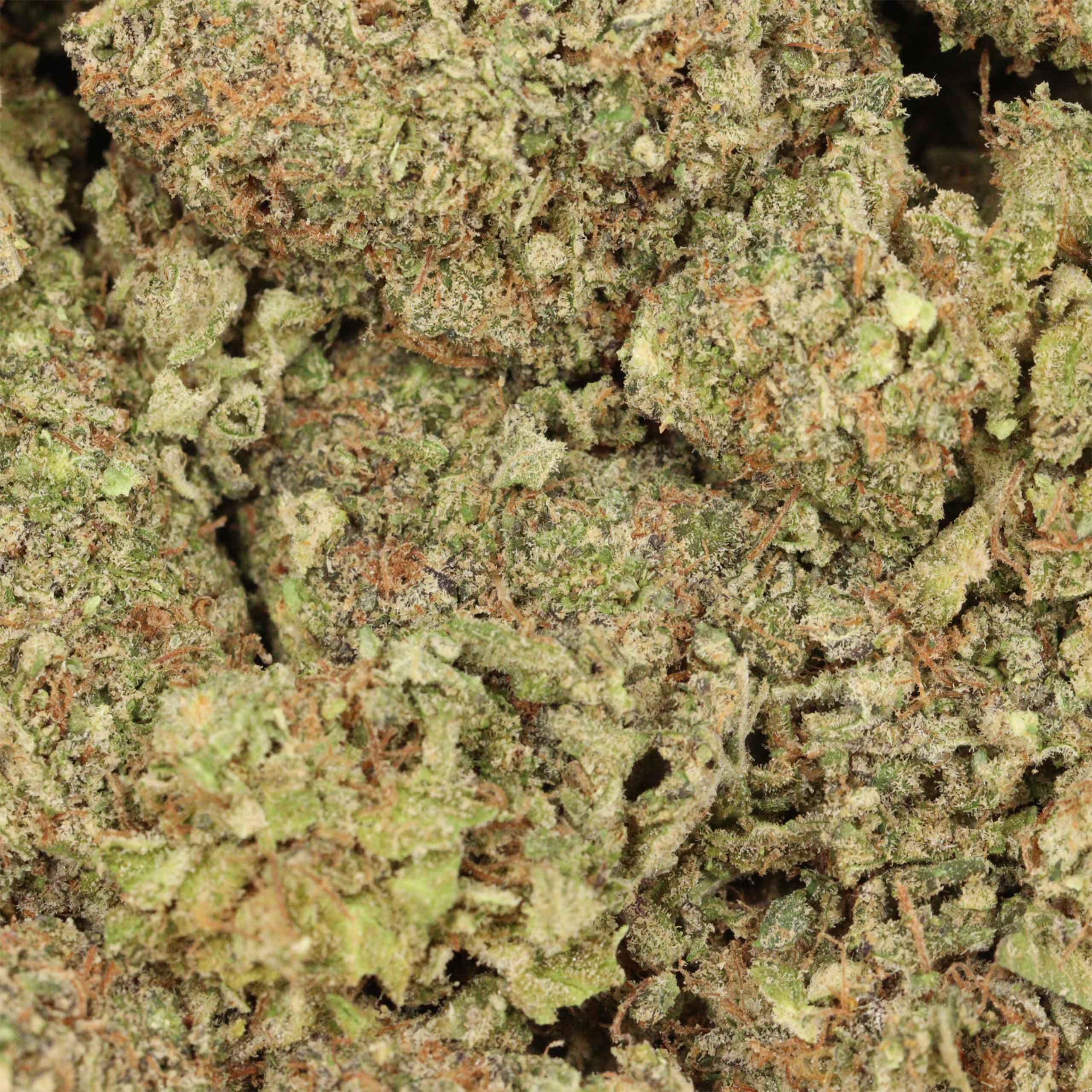 Alaskan Thunder Fuck cannabis