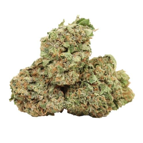 Astro Pink Kush strain cannabis