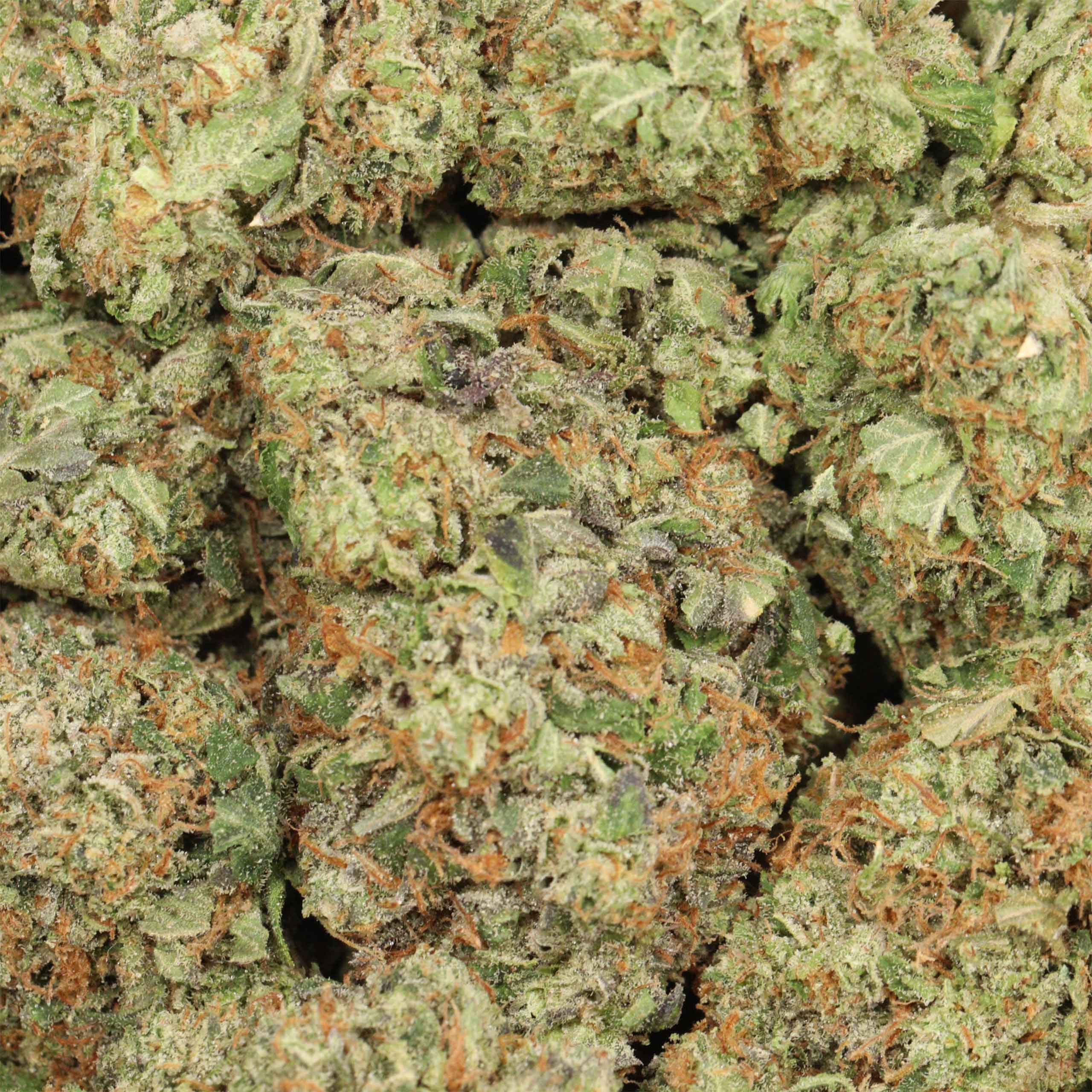 Astro Pink Kush cannabis