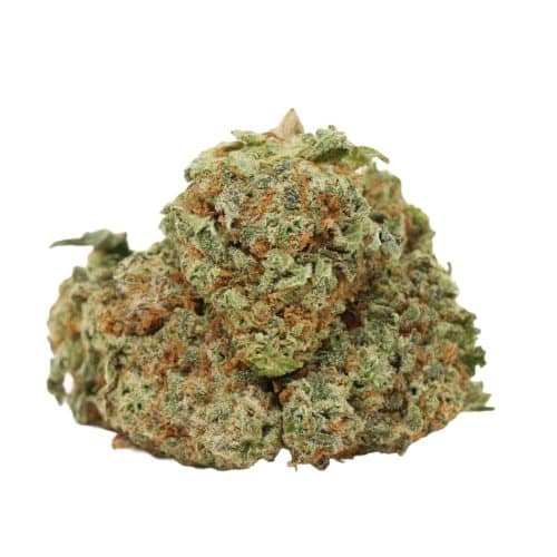Blueberry Jack strain cannabis