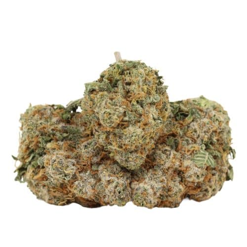 Blueberry AK strain cannabis