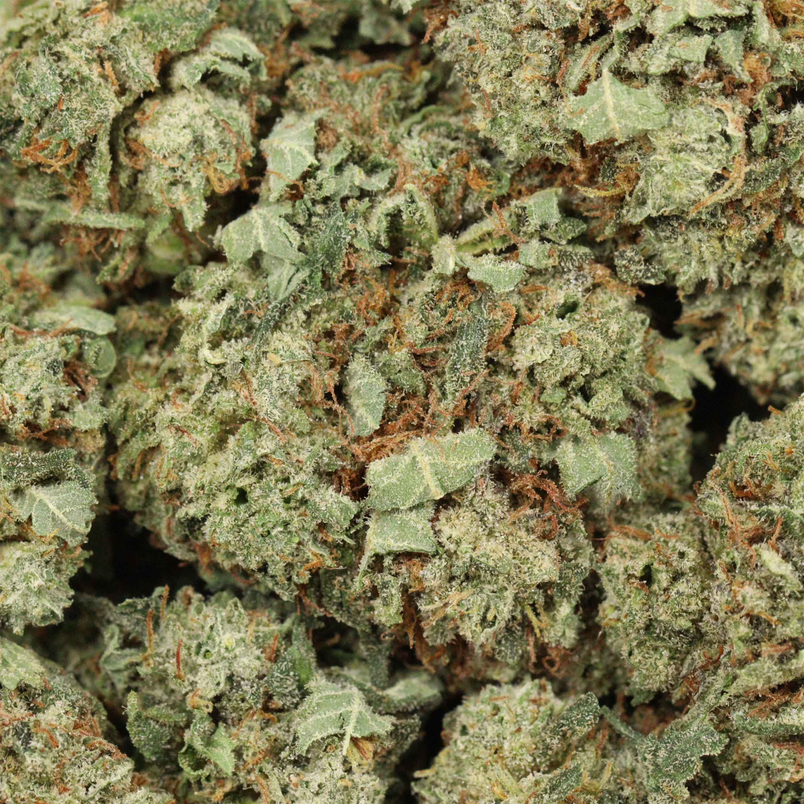 Bubba Kush cannabis