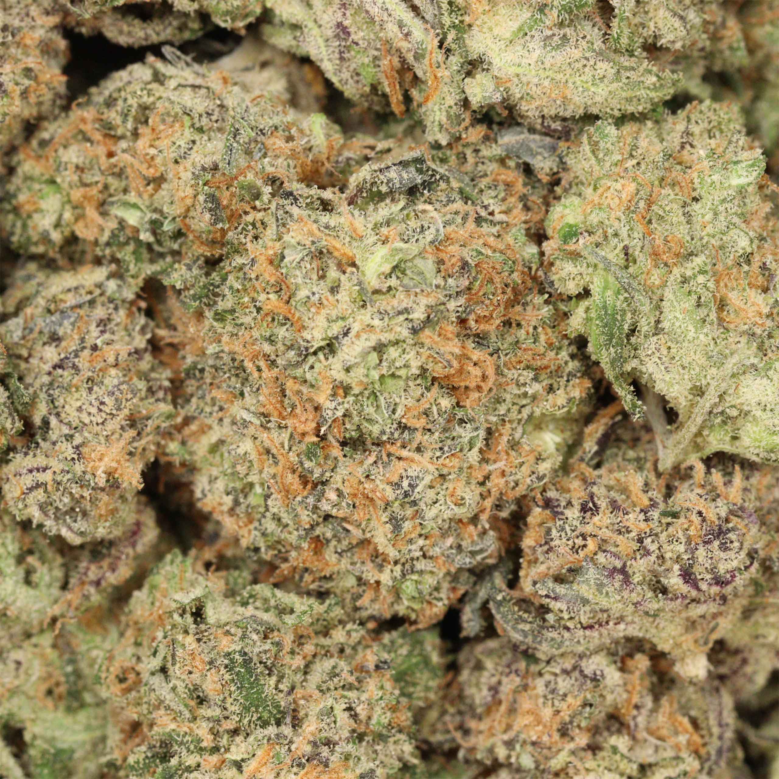 Coma Kush cannabis