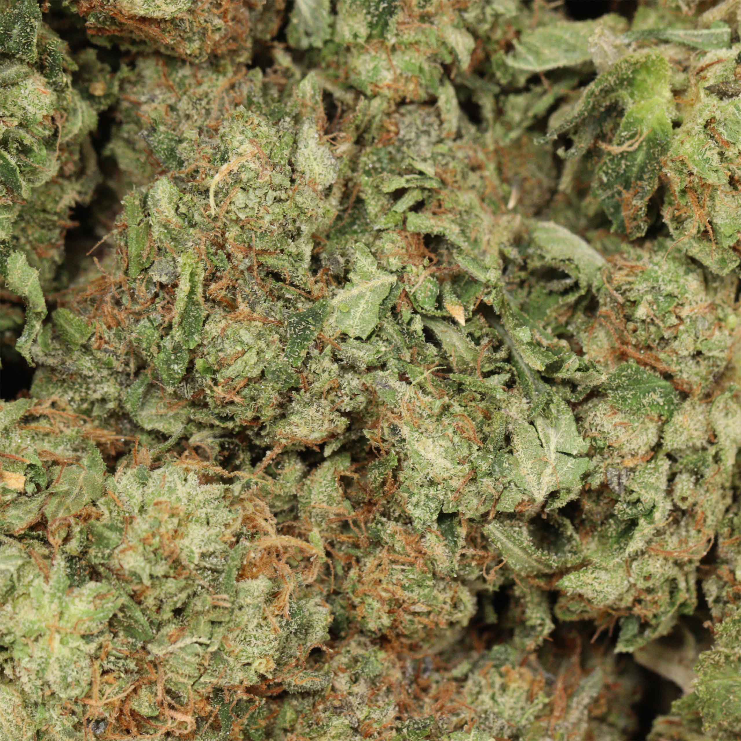 Comatose OG - Image 3