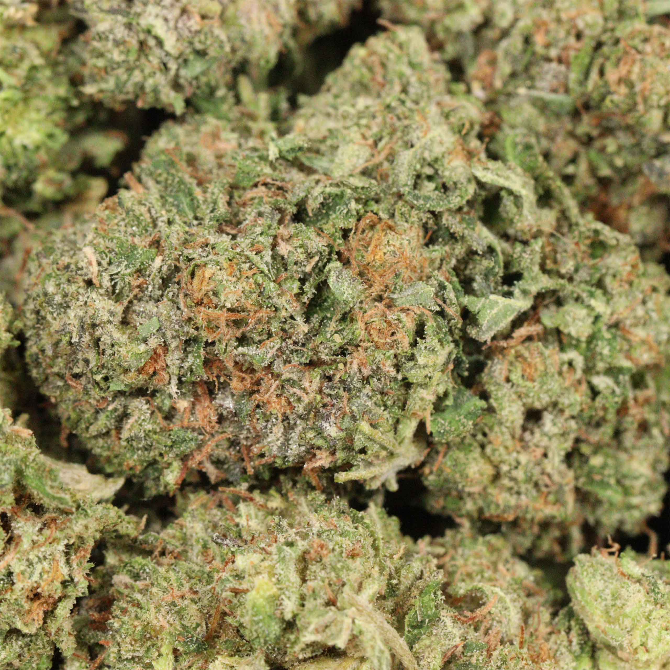 Dior Pink Kush cannabis