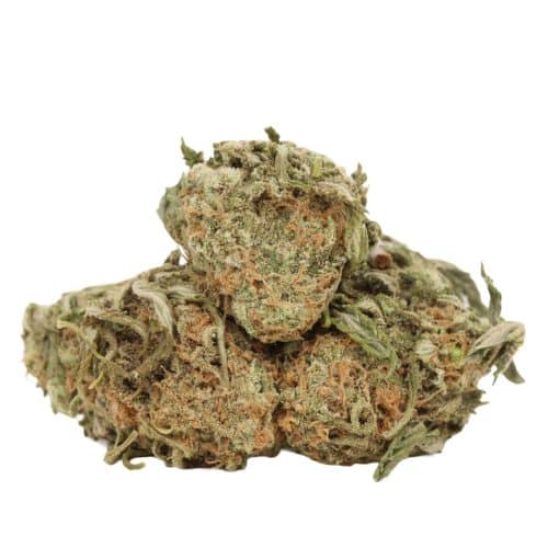 Gelato strain cannabis