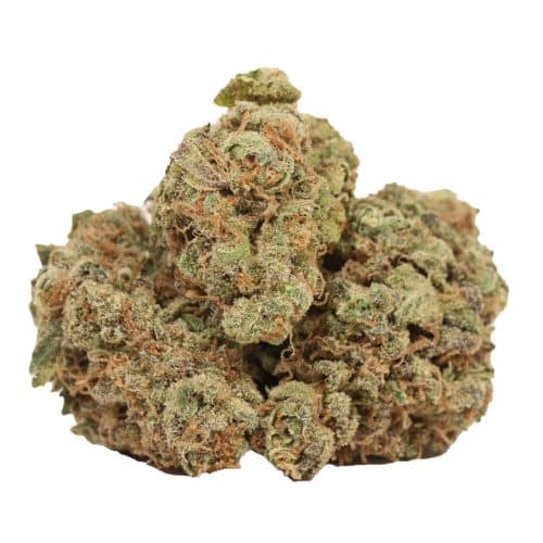 Girl Scout Cookies strain cannabis