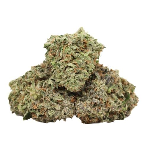 Hydro Pink Kush strain cannabis