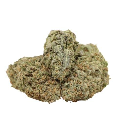 JackFruit strain cannabis